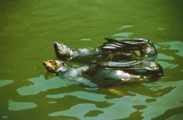 Морские котики.